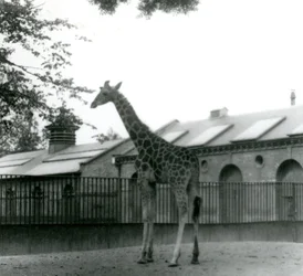 La giraffa femmina Maud nel paddock fuori dalla Casa delle Giraffe, zoo di Londra, 1923